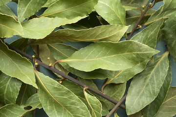 Close up photograph of half fresh whole bay leaves, or laurel leaf in a process of drying. Cooking fragrant ingredient, natural herbs, aromatic spice, herbal flavour.  Textured bay leaf background. 