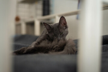 cat on the window