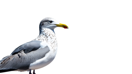 Seagull with ship in background - clear blue sky - copy space
