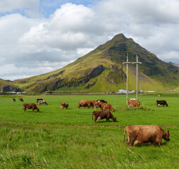 Cows grazing in green field with mountains in Iceland