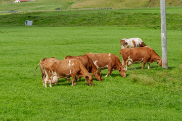Brown and white cows grazing in green pasture in Iceland
