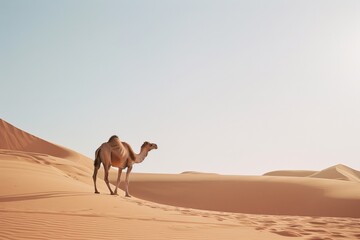 A solitary camel stands atop a sand dune under a bright blue sky, showcasing the serene isolation of the desert landscape.
