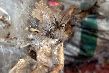 spiders on the web