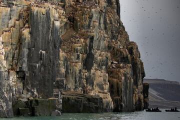 Colony of Brunnich Guillemot on the cliffs of Alkefjellet, Svalbard Islands