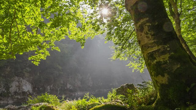 Morning summer park with lush greenery, gimbal shot. Morning sun shines through the green leaves of the tree. Stones and tree trunks are covered with green moss. Gimbal UHD HDR shot
