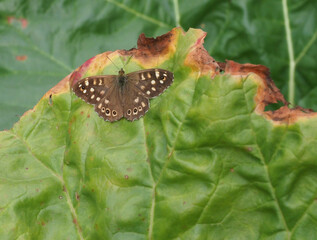 a Speckled Wood Butterfly resting on a rhubarb leaf