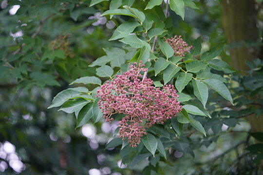Tetradium daniellii, the bee-bee tree or Korean evodia, is a species of flowering plant in the family Rutaceae. It is native to Korea and southwestern China. Hanover, Germany.