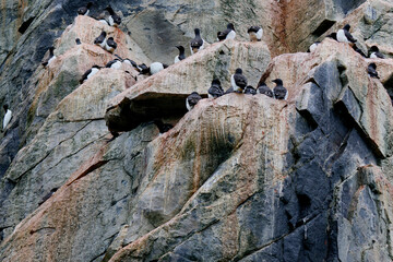 Colony of Brunnich Guillemot on the cliffs of Alkefjellet, Svalbard Islands