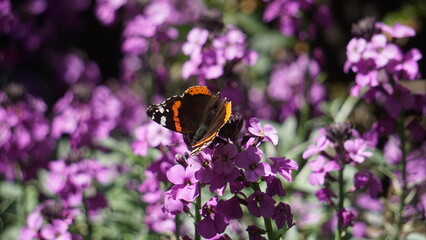 MAcro close up of a Red Admiral Butterfly on a purple flower