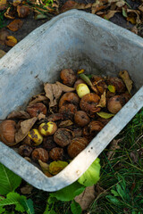 Rotten apples are lying in an iron basin in the garden. September, harvest