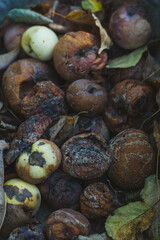 Rotten apples up close. Autumn in the village