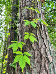 Vine leaves / creeper climbing up an old tree with rough bark