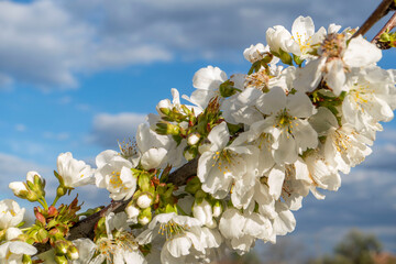 Obraz premium A close-up photo of an apple tree blooming