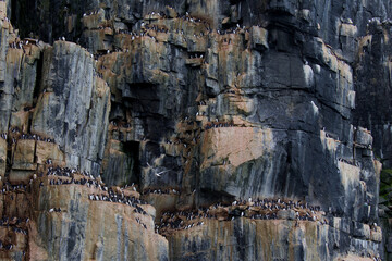 Colony of Brunnich Guillemot on the cliffs of Alkefjellet, Svalbard Islands