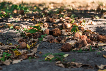 Rotten apples lie among the dry foliage under an apple tree. September