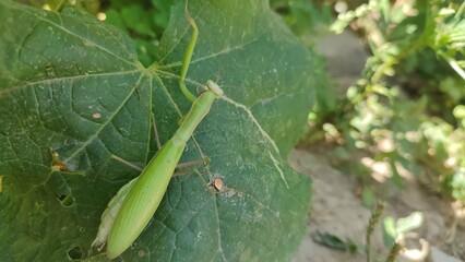 Praying mantis on a leaf
