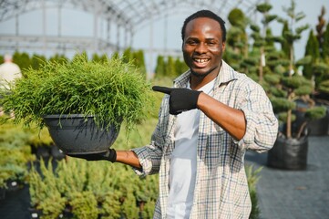 Young african american male salesman holding pot of thuja in flower shop