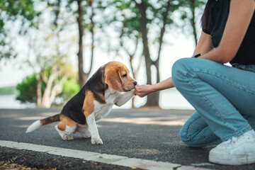 Beagle dog pet learning to give paw on command and getting treats at public park. Dog owner...