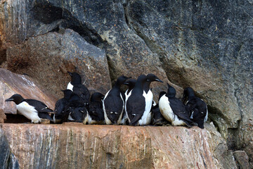 Colony of Brunnich Guillemot on the cliffs of Alkefjellet, Svalbard Islands