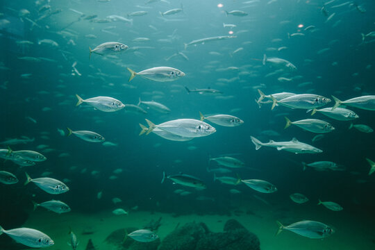 Fische im Nords&oslash;en Oceanarium in Hirtshals