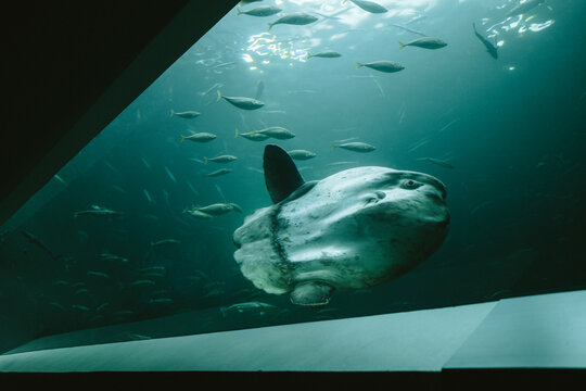Mondfisch im Nords&oslash;en Oceanarium in Hirtshals