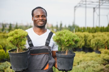 Young african american male salesman holding pot of thuja in flower shop