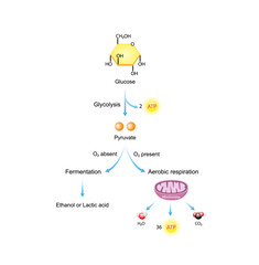 Aerobic and Anaerobic cellular Respiration. Glycolysis. Fermentation. Mitochondria, energy production. Scientific Vector Illustration.	