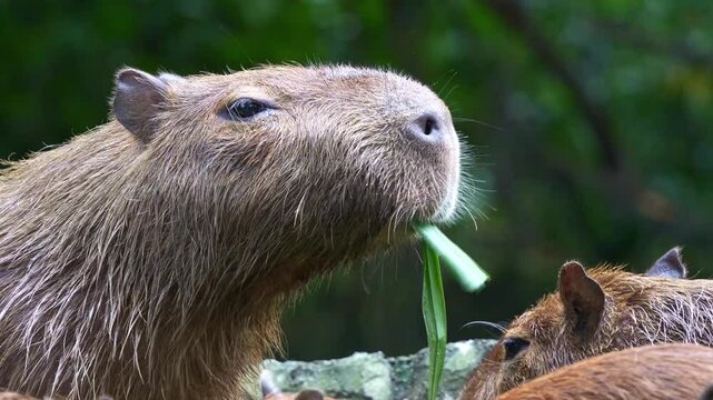 Close up shot of capybara (Hydrochoerus hydrochaeris) feeding on green leaf, flapping its cute little ears to deter flies.