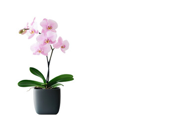 Naklejka premium A beautiful pink orchid in a black pot, showcasing elegance and natural beauty.