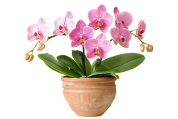 Naklejka premium A beautiful pink orchid plant in a terracotta pot, showcasing vibrant flowers and green leaves.