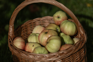 Garden apples