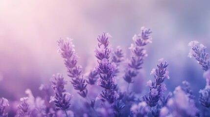 Naklejka premium A serene close-up of lavender flowers with a soft, dreamy background, perfect for relaxation and nature-themed designs.