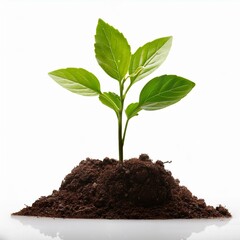 young plant growing from soil