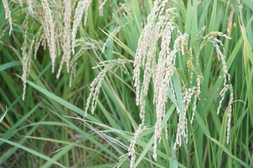 Rice Fields in Higashihiroshima City, Hiroshima Prefecture, Japan. Japanese Rice is ripening all over the fields in Hiroshima Prefecture, Japan.