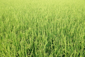 Rice Fields in Higashihiroshima City, Hiroshima Prefecture, Japan. Japanese Rice is ripening all over the fields in Hiroshima Prefecture, Japan.