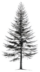 PNG Pine tree outline illustrated chandelier conifer.