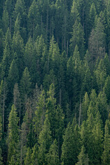 Pine trees in the Carpathian mountains. Green forest nature. Christmas tree backgrounds