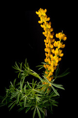 Yellow lupine flowers on a black background. Studio photography.
