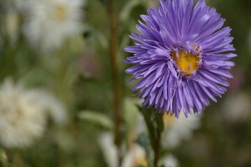 Close-up of a purple aster with a yellow center against a blurred background