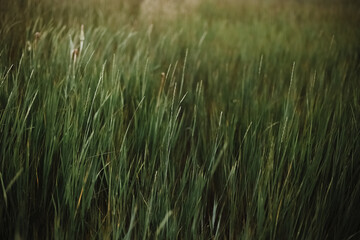 grass background