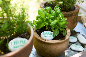 Herb garden with basil, thyme, rosemary, and mint in terracotta pots