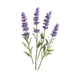 Naklejka premium A bouquet of lavender flowers, showcasing their vibrant purple color and green leaves.