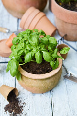 Fresh basil plant in terracotta pot with gardening tools and scattered soil