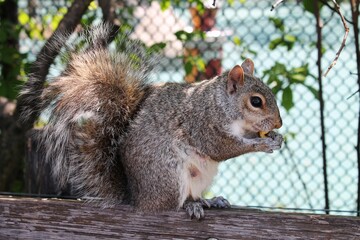squirrel eating nut
