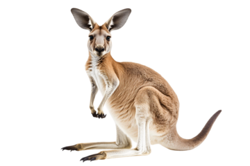 kangaroo won transparent background