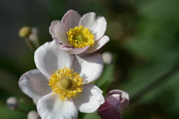Eriocapitella hupehensis (anemone) flower - a beautiful flowering ornamental shrub