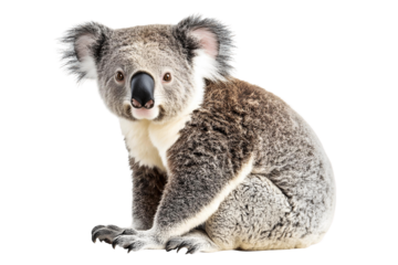 koala on a transparent background