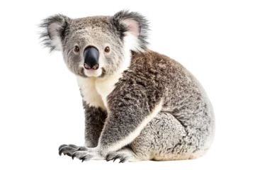 Gardinen koala on a transparent background © enter