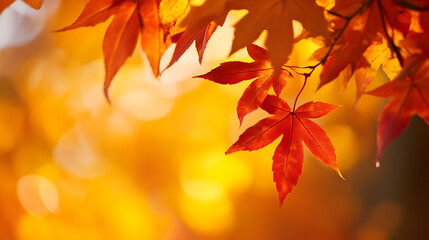 Beautiful autumn landscape