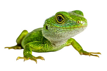 Fototapeta premium green lizard isolated on transparent background